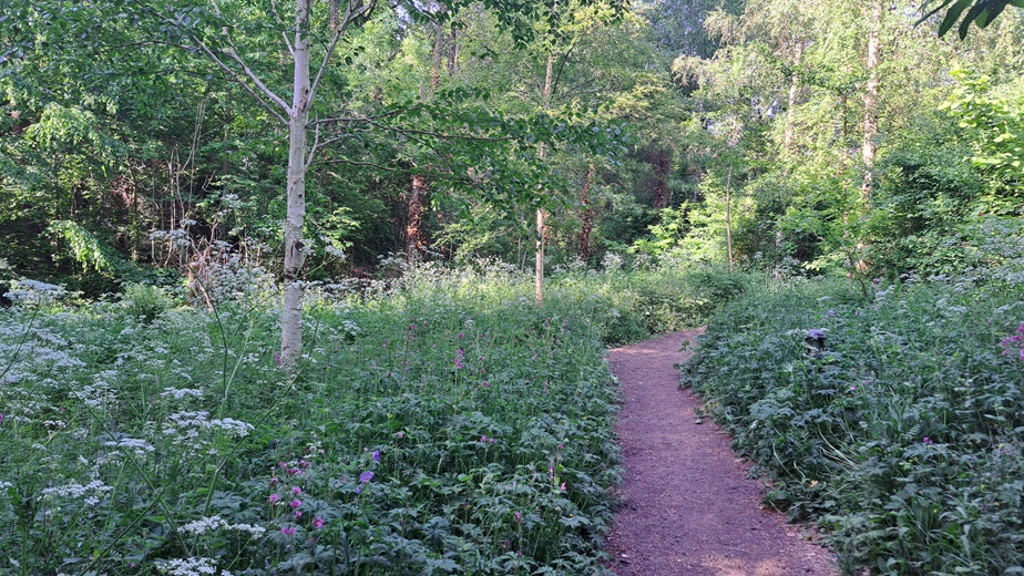 Path through ynwood gardens