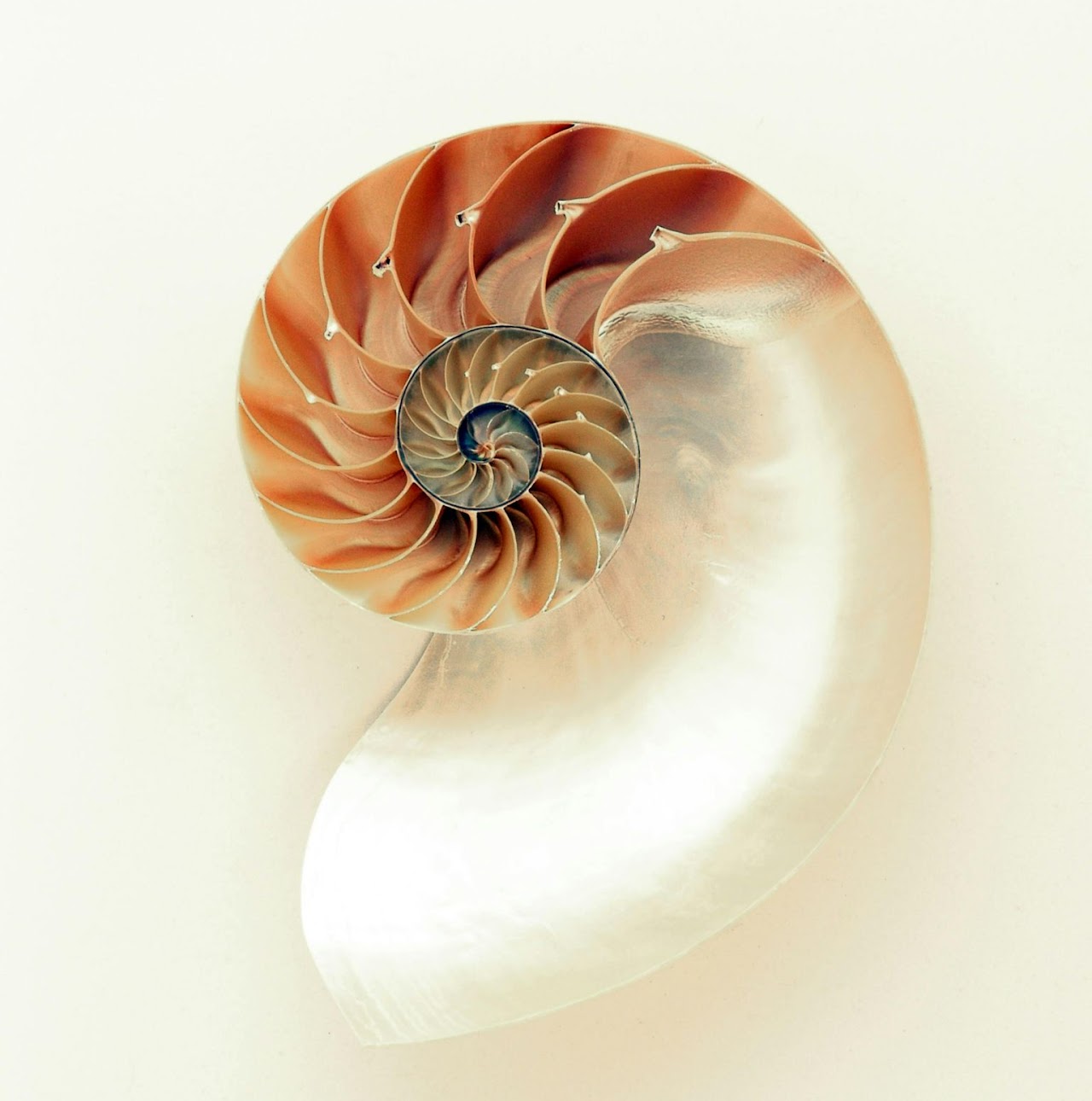 Biomimetic Buildings