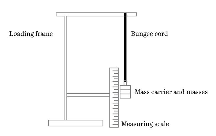 A diagram that shows the set up of an experiment: a mass carrier and masses are suspended from a loading frame with a bungee cord on. A measuring scale has been set up to measure how low the masses hang